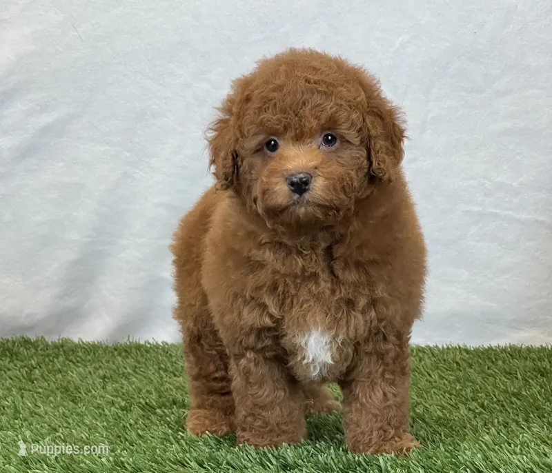 Leo – Bichpoo puppy for sale in Dalton, OH
