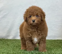 Leo, a male Bichpoo for sale in Dalton, OH – 1 of 10