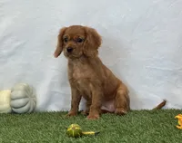 Josie , a female Cavalier King Charles Spaniel for sale in Dalton, OH – 9 of 10
