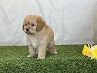 Frankie, a male Cavapoo for sale in Dalton, OH – Photo 5 of 10