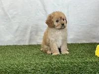 Frankie, a male Cavapoo for sale in Dalton, OH – Photo 8 of 10