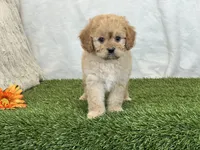Frankie, a male Cavapoo for sale in Dalton, OH – Photo 10 of 10