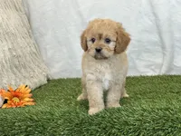 Frankie, a male Cavapoo for sale in Dalton, OH – Photo 2 of 10
