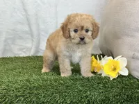 Frankie, a male Cavapoo for sale in Dalton, OH – Photo 6 of 10