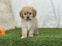 Frankie, a male Cavapoo for sale in Dalton, OH – Photo 4 of 10