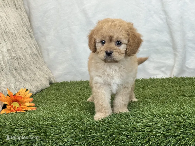 Frankie – Cavapoo puppy on hold in Dalton, OH