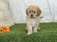 Frankie, a male Cavapoo for sale in Dalton, OH – Photo 1 of 10