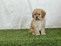 Frankie, a male Cavapoo for sale in Dalton, OH – Photo 7 of 10