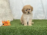 Frankie, a male Cavapoo for sale in Dalton, OH – Photo 3 of 10