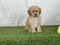 Frankie, a male Cavapoo for sale in Dalton, OH – Photo 9 of 10