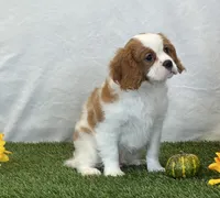 Jagger, a male Cavalier King Charles Spaniel for sale in Dalton, OH – 7 of 10