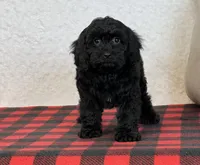 Wally, a male Cavapoo for sale in Dalton, OH – Photo 6 of 8