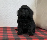 Wally, a male Cavapoo for sale in Dalton, OH – Photo 8 of 8