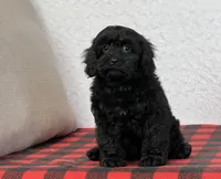 Wally, a male Cavapoo for sale in Dalton, OH – Photo 1 of 8
