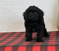 Wally, a male Cavapoo for sale in Dalton, OH – Photo 2 of 8