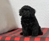 Wally, a male Cavapoo for sale in Dalton, OH – Photo 5 of 8