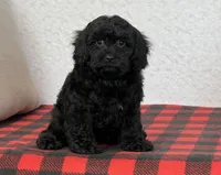 Wally, a male Cavapoo for sale in Dalton, OH – Photo 4 of 8