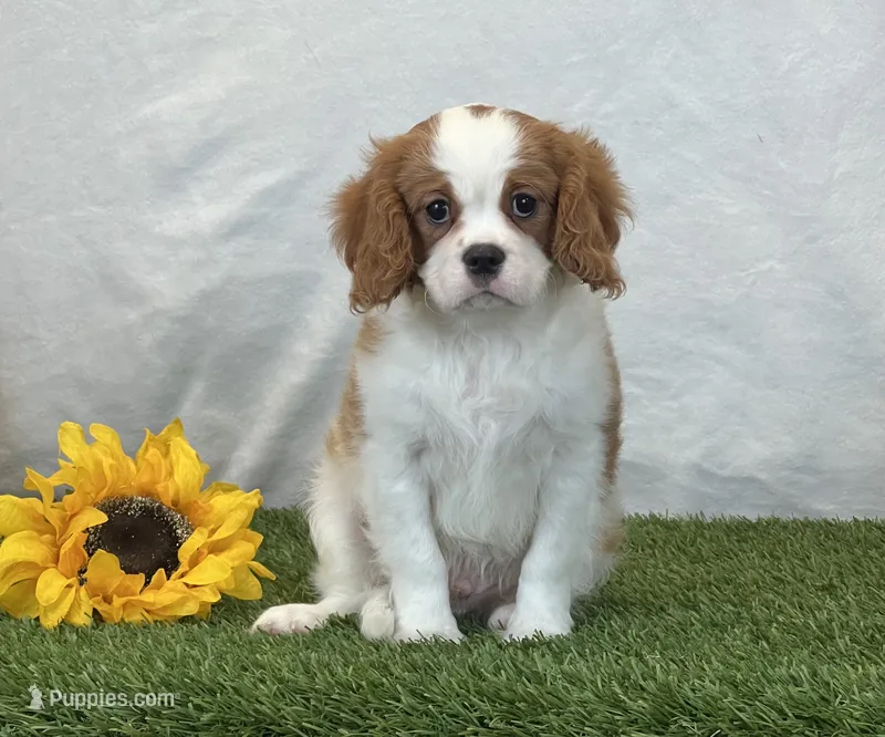 Jagger – Cavalier King Charles Spaniel puppy for sale in Dalton, OH