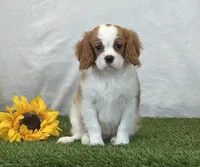 Jagger, a male Cavalier King Charles Spaniel for sale in Dalton, OH – 1 of 10