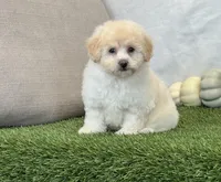 Kira , a female Bichpoo for sale in Dalton, OH – 1 of 10