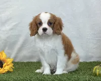 Jagger, a male Cavalier King Charles Spaniel for sale in Dalton, OH – 6 of 10