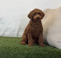 Hattie, a female Poodle - Miniature  for sale in Dalton, OH – 9 of 10