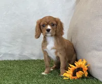 Juliet , a female Cavalier King Charles Spaniel for sale in Dalton, OH – 4 of 10