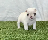 Dexter, a male French Bulldog for sale in Dalton, OH – Photo 3 of 10