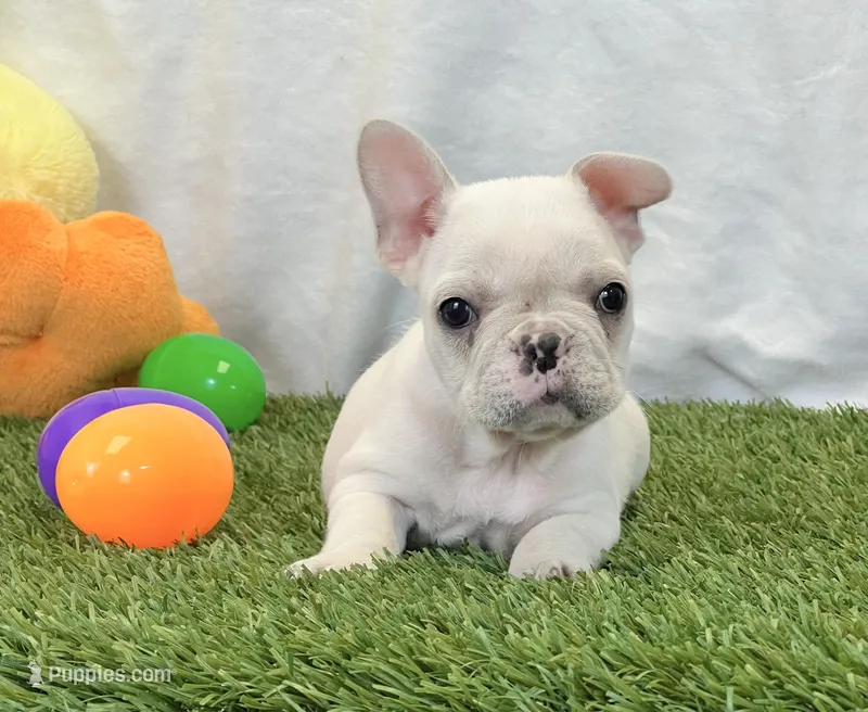 Dexter – French Bulldog puppy for sale in Dalton, OH