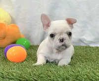 Dexter, a male French Bulldog for sale in Dalton, OH – 1 of 10