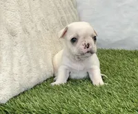 Dexter, a male French Bulldog for sale in Dalton, OH – Photo 10 of 10