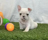 Dexter, a male French Bulldog for sale in Dalton, OH – 2 of 10