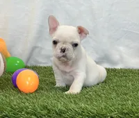Dexter, a male French Bulldog for sale in Dalton, OH – 3 of 10