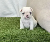 Dexter, a male French Bulldog for sale in Dalton, OH – Photo 2 of 10