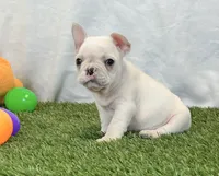 Dexter, a male French Bulldog for sale in Dalton, OH – 6 of 10