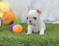 Dexter, a male French Bulldog for sale in Dalton, OH – 9 of 10