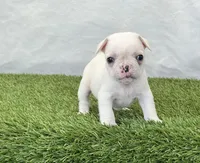 Dexter, a male French Bulldog for sale in Dalton, OH – Photo 4 of 10