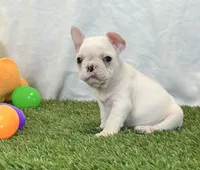 Dexter, a male French Bulldog for sale in Dalton, OH – 10 of 10