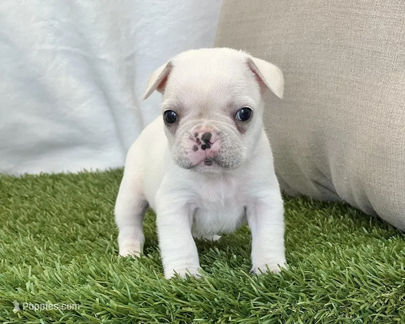 Dexter – French Bulldog puppy for sale in Dalton, OH