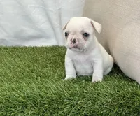 Dexter, a male French Bulldog for sale in Dalton, OH – Photo 8 of 10