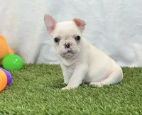 Dexter, a male French Bulldog for sale in Dalton, OH – 7 of 10