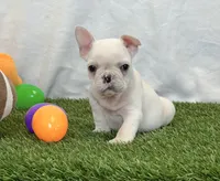Dexter, a male French Bulldog for sale in Dalton, OH – 5 of 10