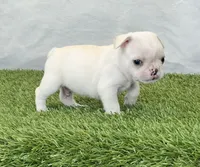 Dexter, a male French Bulldog for sale in Dalton, OH – Photo 5 of 10