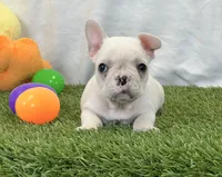 Dexter, a male French Bulldog for sale in Dalton, OH – 4 of 10