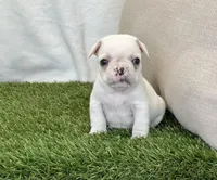 Dexter, a male French Bulldog for sale in Dalton, OH – Photo 7 of 10