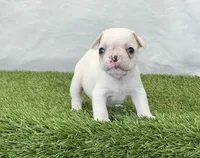 Dexter, a male French Bulldog for sale in Dalton, OH – Photo 6 of 10