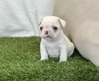 Dexter, a male French Bulldog for sale in Dalton, OH – Photo 9 of 10