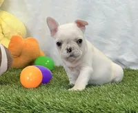 Dexter, a male French Bulldog for sale in Dalton, OH – 8 of 10