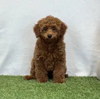 Hattie , a female Poodle - Miniature  for sale in Dalton, OH – 5 of 8