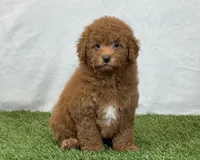 Leo, a male Bichpoo for sale in Dalton, OH – 2 of 10